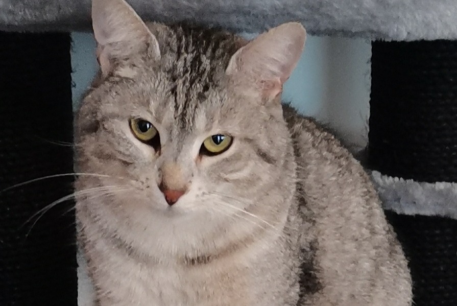 Disappearance alert Cat Female , 4 years Gap France Disappearance alert Cat Female , 4 years Gap France