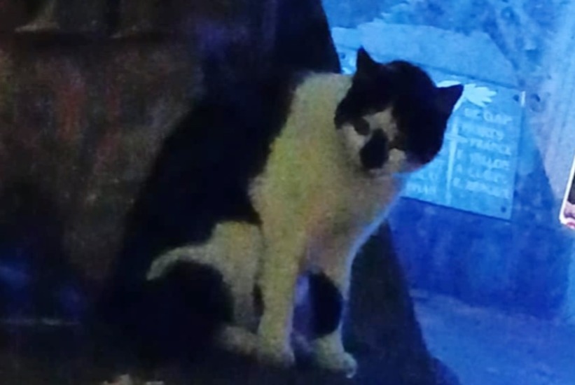 Alerte Découverte Chat Inconnu , 3 ans Gap France