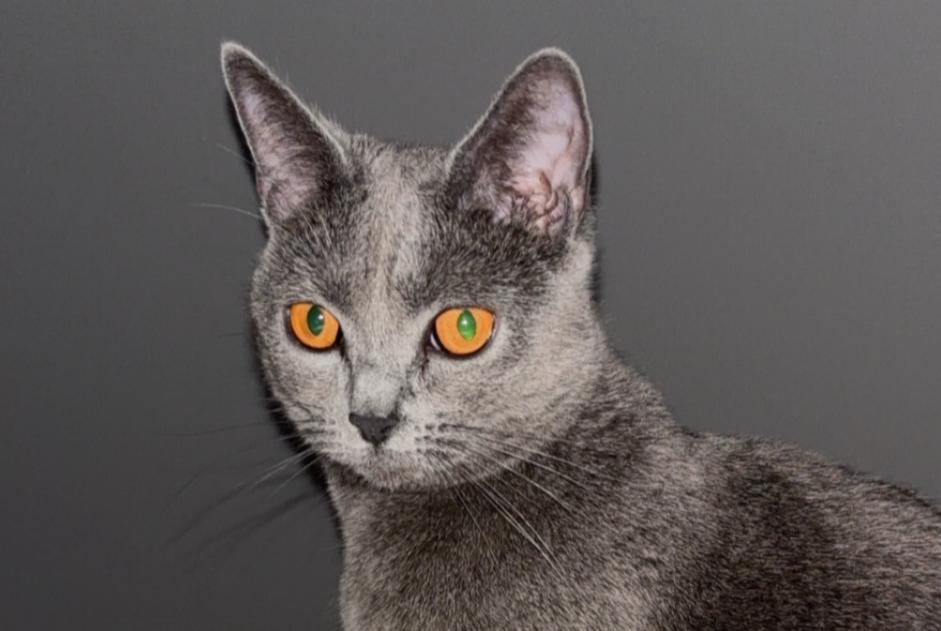 Alerte Disparition Chat Femelle , 2 ans La Bâtie-Neuve France Alerte Disparition Chat Femelle , 2 ans La Bâtie-Neuve France