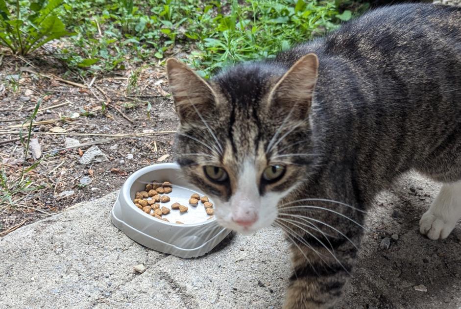 Alerte Découverte Chat Femelle Sigoyer France Alerte Découverte Chat Femelle Sigoyer France