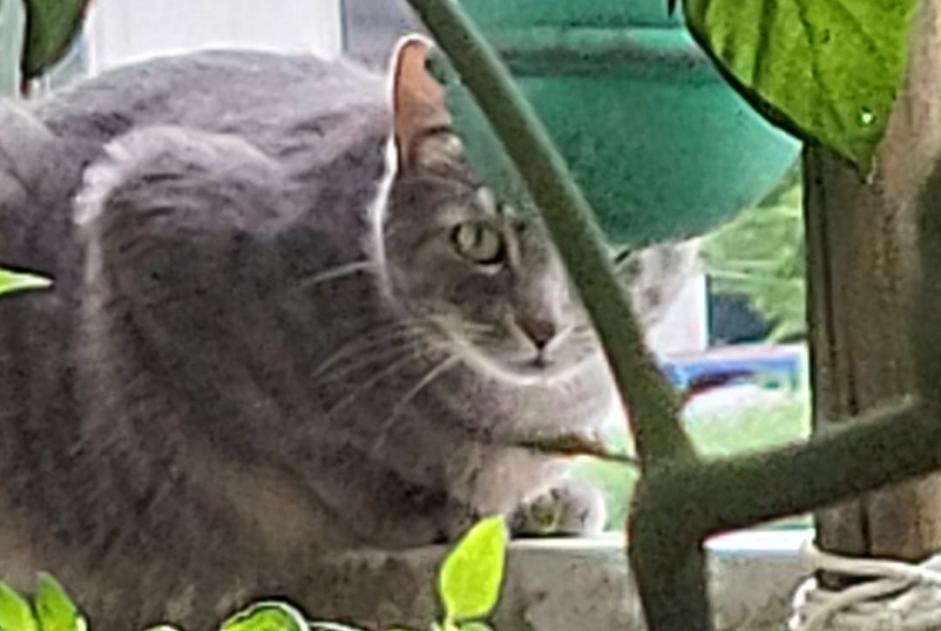 Avviso scomparsa Gatto incrocio di razze  Maschio , 5 anni Briançon Francia