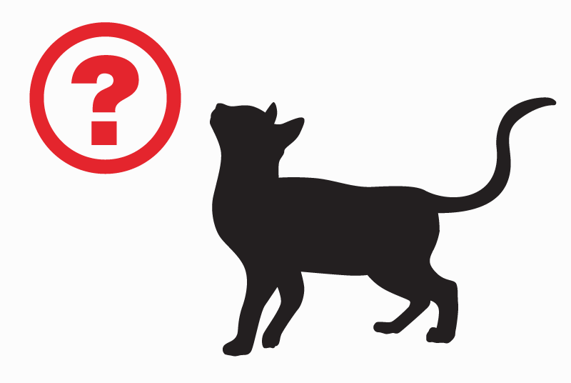 Fundmeldung Katze rassenmischung  Männliche Puy-Sanières Frankreich